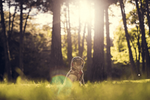Senior Pet – Taking Care Of A Senior Dogs During The Summer Heat
