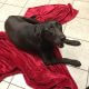 black dog lying on a red cloth on a white floor