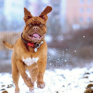 Ways To Exercise Senior Pets During The Winter Months