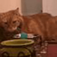 cat with green eating bowl