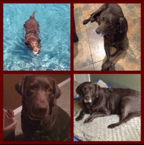 A dog owned by Shanna Wiley's family named Sadie loved to swim and catch anything thrown into the water. Sadly, Sadie will be missed as he peacefully passed away.