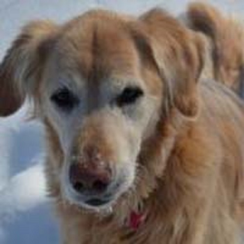 A Golden Retriever named Lucy is happily in the snow.